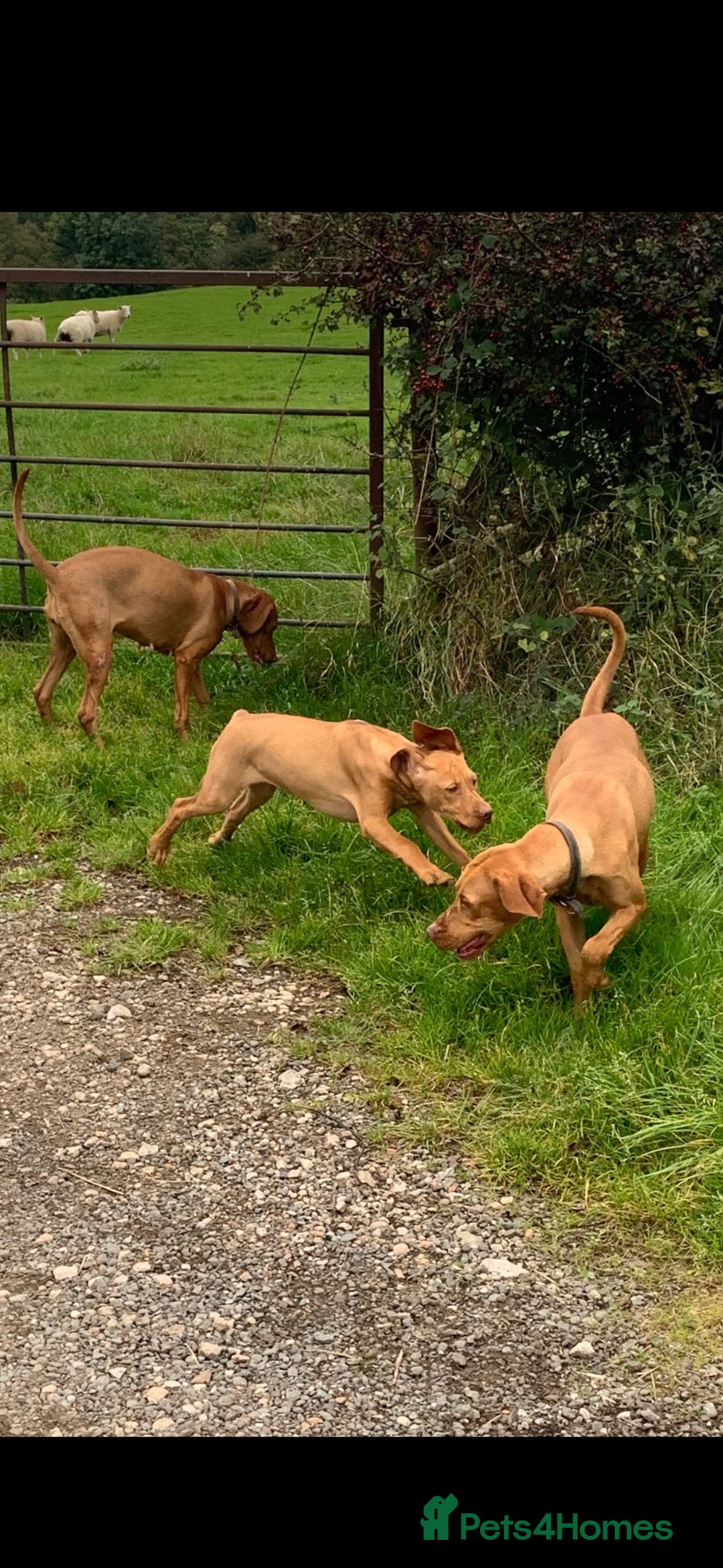 Hungarian Vizsla dogs for sale: Adult Hungarian vizslas 1 male 3 female  - Image 1
