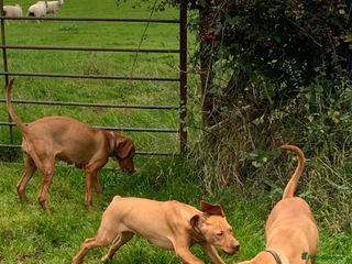 Hungarian Vizsla dogs - Advert 30