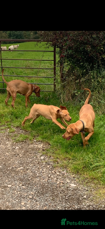 Hungarian Vizsla dogs - Advert 6