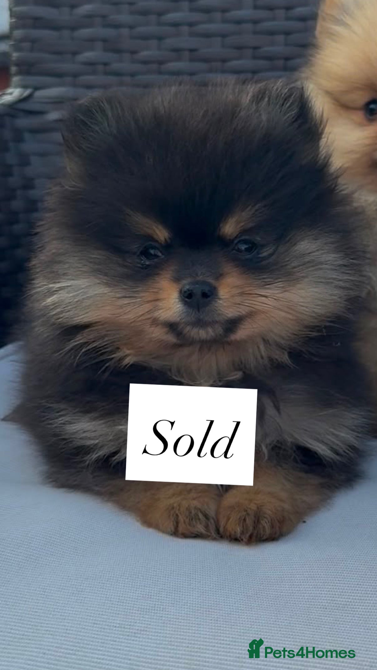 Pomeranian dogs READY TO LEAVE 3 LEFT Pomeranian PUPPIES 🫶🏽   - Advert 2