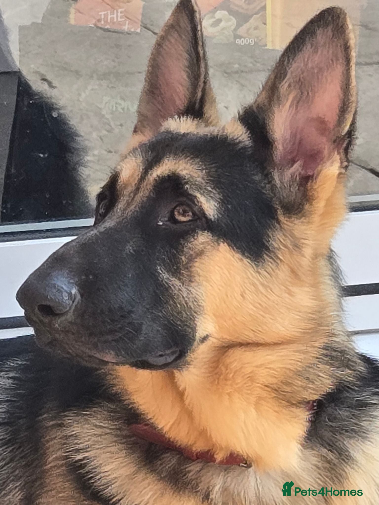 German Shepherd dogs Straight back stunning B&T Stud - Advert 21