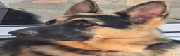 German Shepherd dogs for stud: Straight back stunning B&T Stud - Advert 12