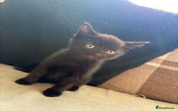 British Shorthair cats for sale: 4 kittens for sale - Image 16