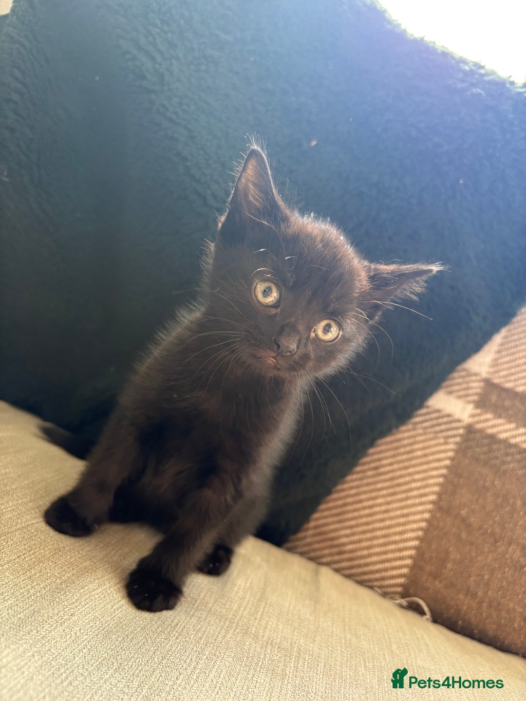 British Shorthair cats for sale: 4 kittens for sale - Image 16