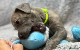 Whippet dogs for sale: KC Registered Whippet Puppies Scotland - Image 6