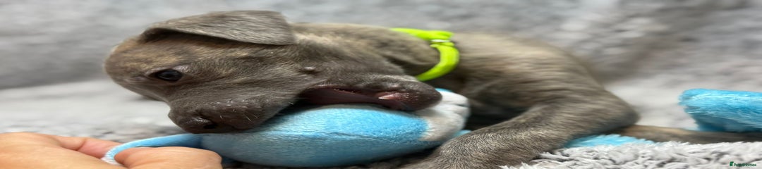 Whippet Puppy 3