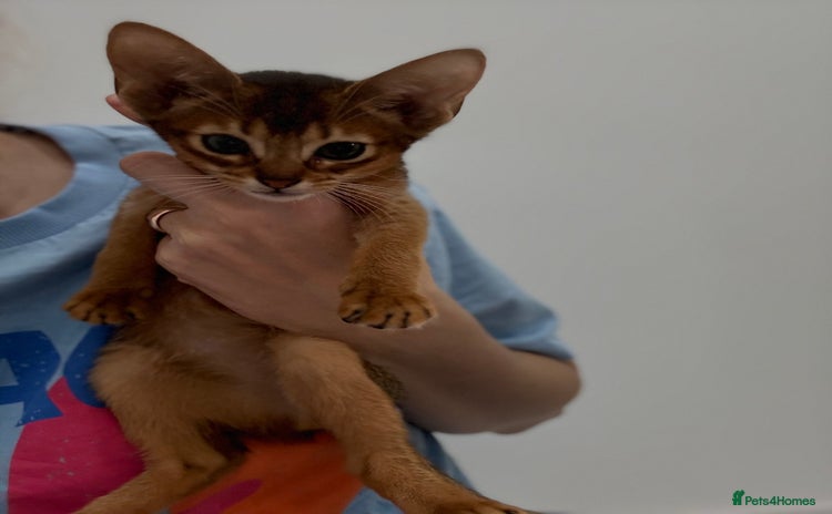 Abyssinian cats - Advert 1