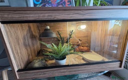Corn Snake reptiles for sale: Corn snake 6 years old - Image 3