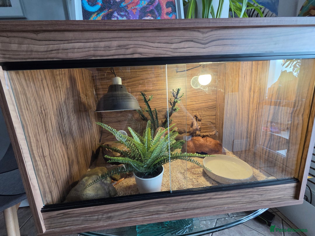 Corn Snake reptiles for sale: Corn snake 6 years old - Image 3