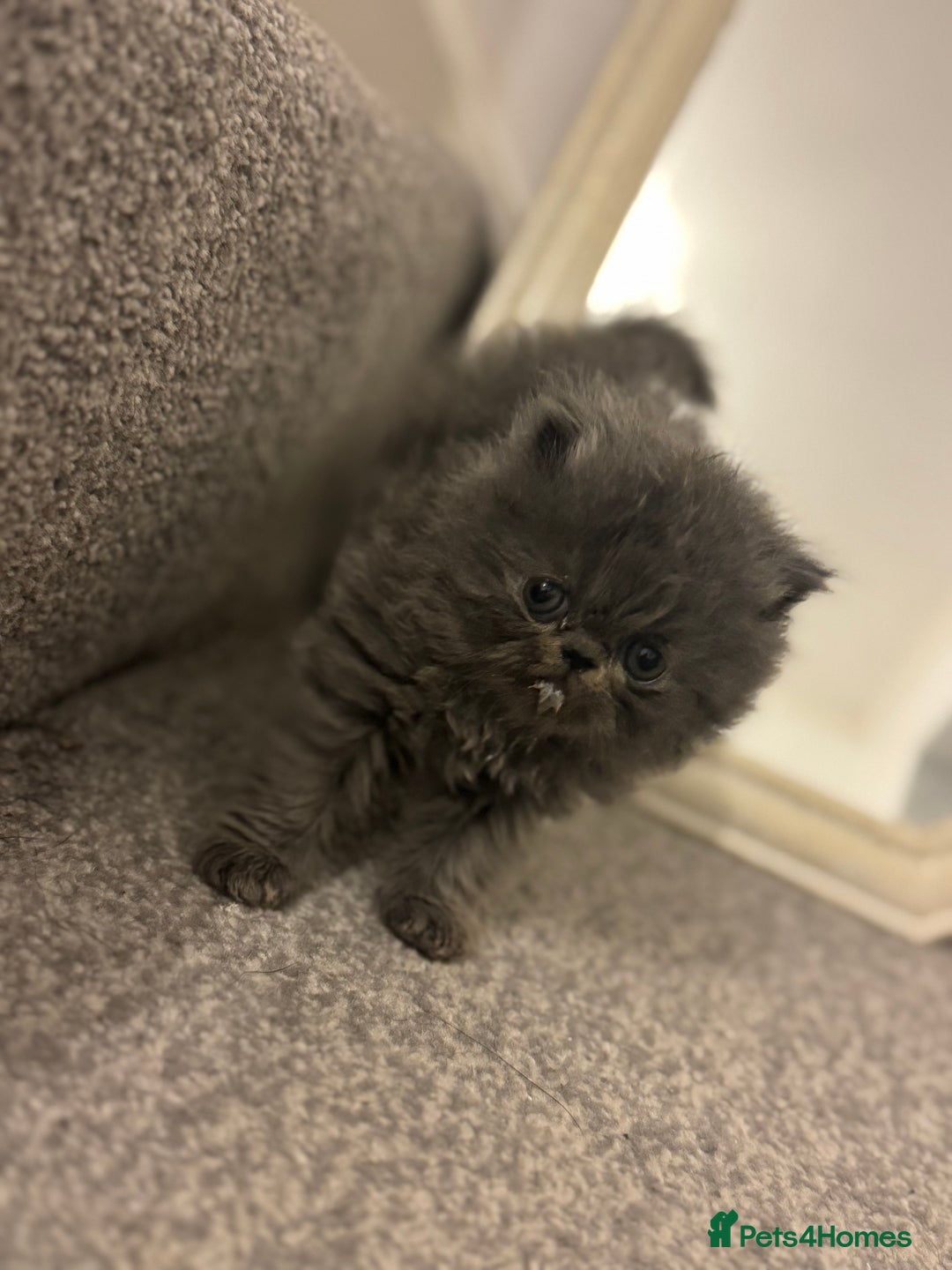 Persian cats for sale: GCCF SOLID BLUE PERSIAN PRINCESSES  - Image 12