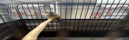 Canaries birds for sale: SIBERIAN GOLDFINCH  in Smethwick - Advert 2