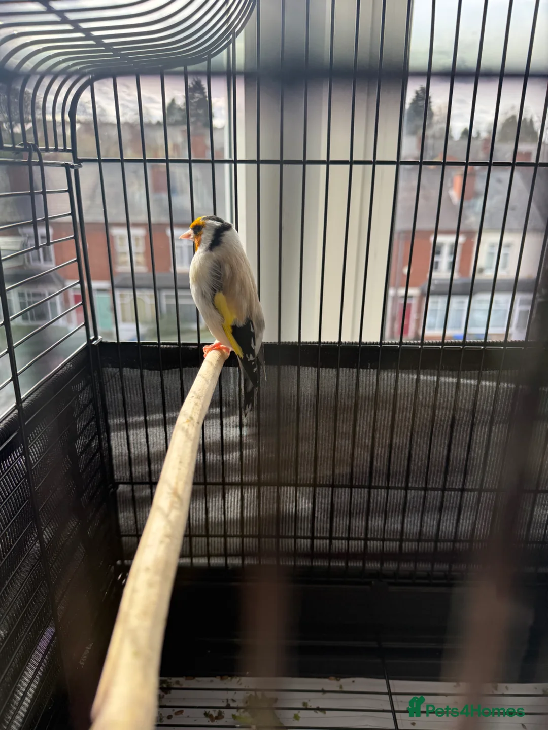 Canaries birds for sale: SIBERIAN GOLDFINCH  in Smethwick - Advert 2