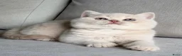 British Shorthair cats for sale: Beautiful boys  - Advert 5