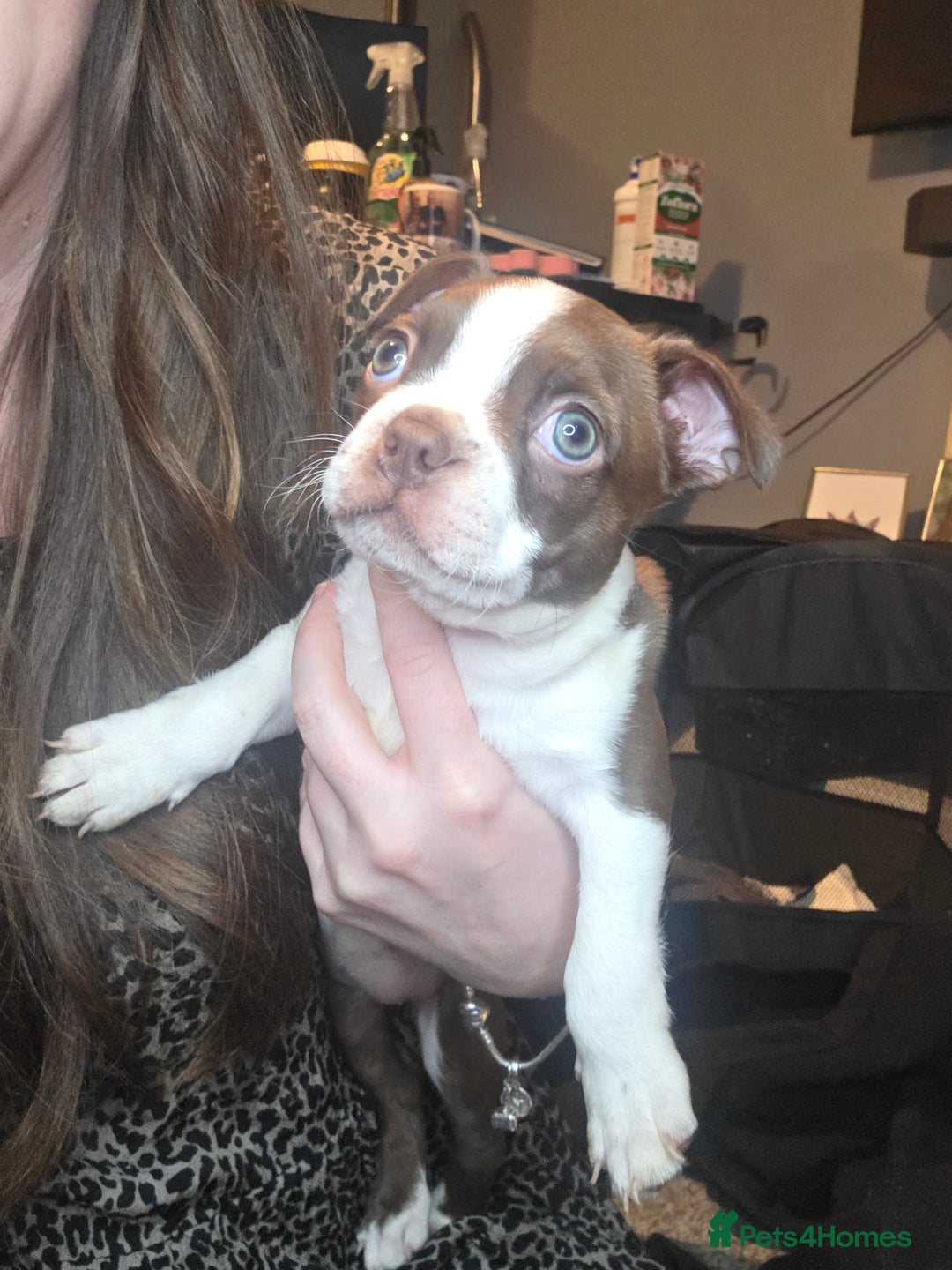 Boston Terrier dogs for sale: Blossom's Beautiful Bostons - Advert 5