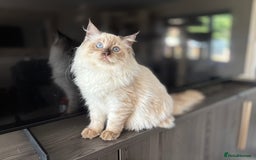 Ragdoll cats for sale: TICA DNA tested 5 Gen Pedigree  - Image 35