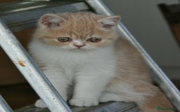 Exotic cats for sale: Exotic pedigree kittens  - Image 2
