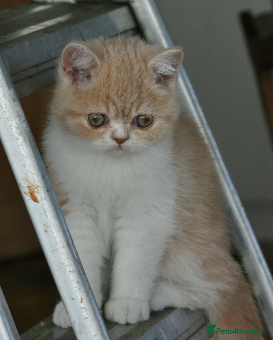 Exotic cats for sale: Exotic pedigree kittens  - Image 2