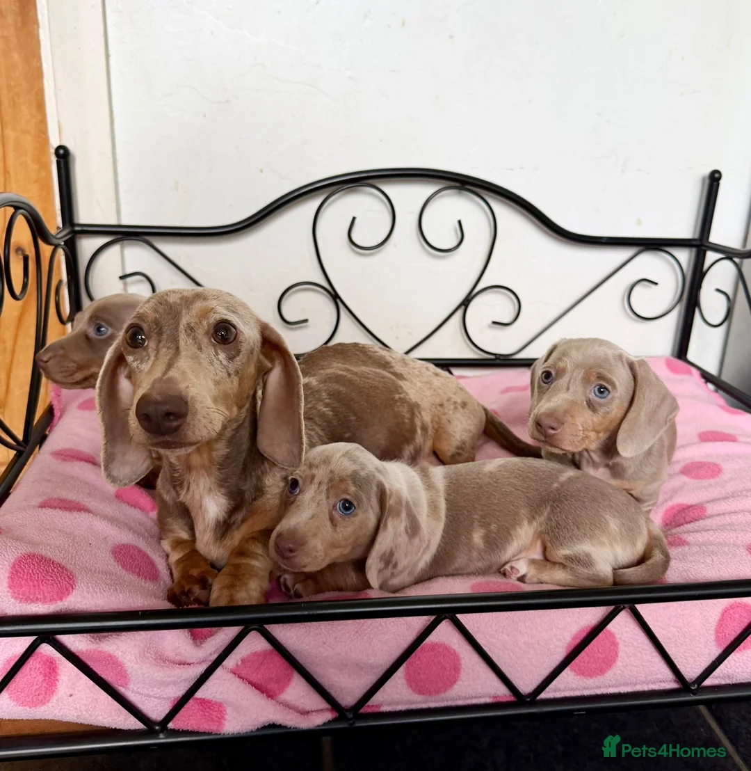 Miniature Dachshund dogs for sale: Adorable Miniature Dachshund Puppies  in Cardiff - Advert 2