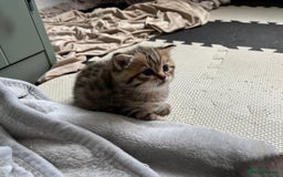 British Shorthair cats for sale: GCCF BSH Chinchilla Rare, Beautiful Kittens - Image 29