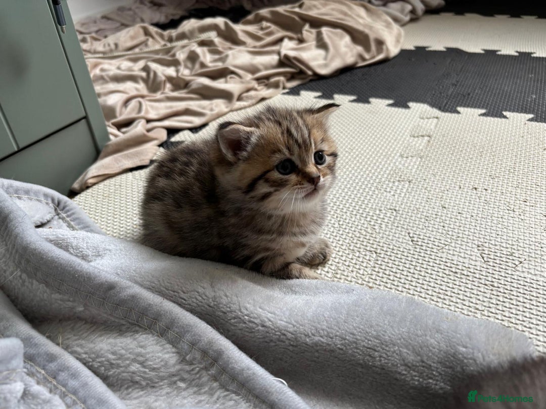 British Shorthair cats for sale: GCCF BSH Chinchilla Rare, Beautiful Kittens - Image 29