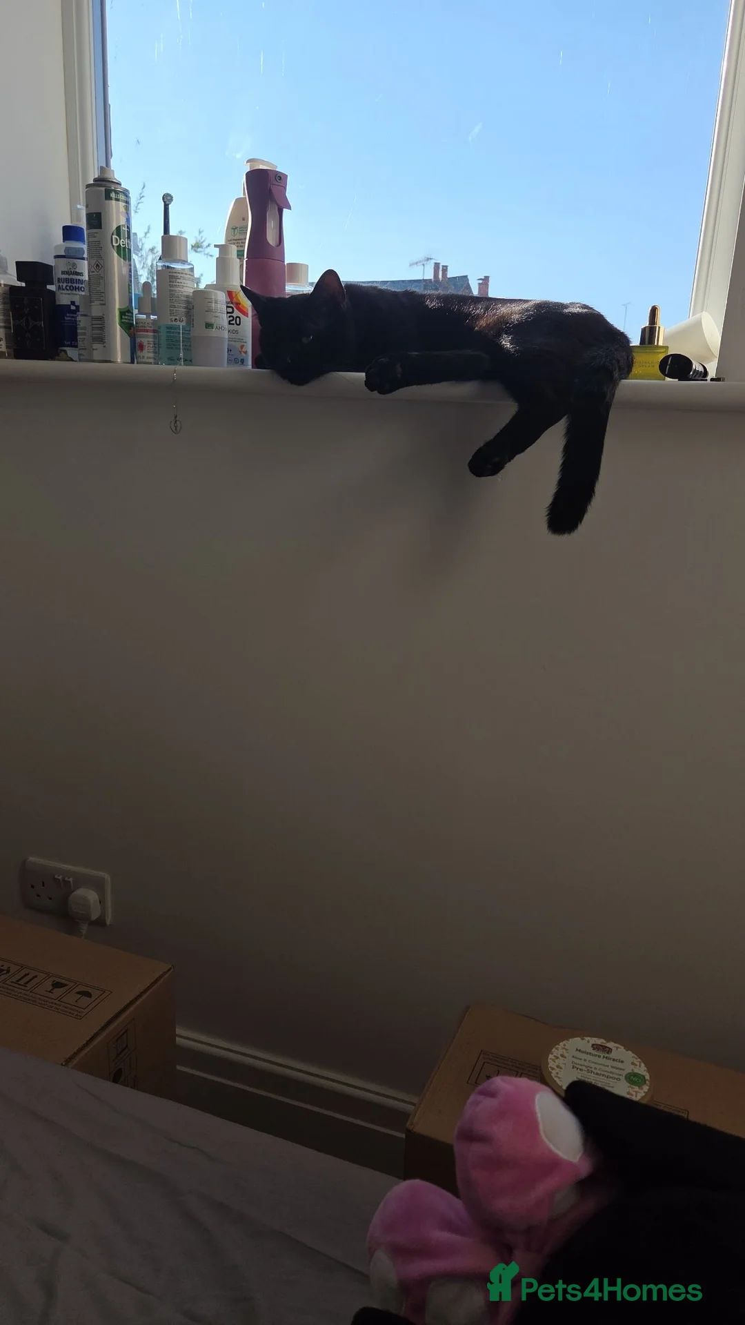 Mixed Breed cats for sale: Short haired Black Male for new home in Nottingham - Advert 2