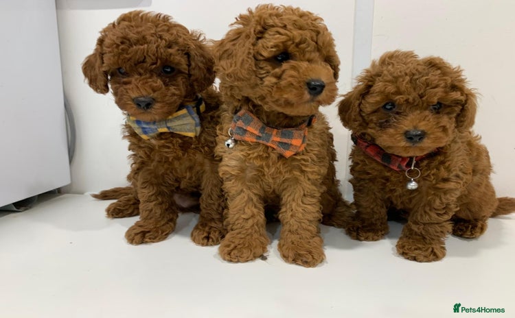 Toy Poodle dogs - Advert 1