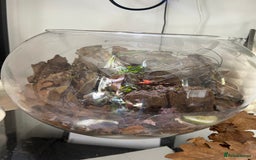 Mixed Breed reptiles for sale: Glacier isopods & terrarium  - Image 3