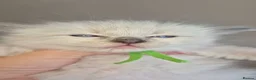 Ragdoll cats for sale: Our beautiful ragdolls 🐾 (ONLY 2 LEFT) - Advert 8