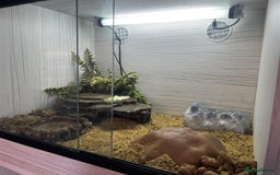 Gecko reptiles for sale: Boris - The gorgeous Gecko for sale - Image 5