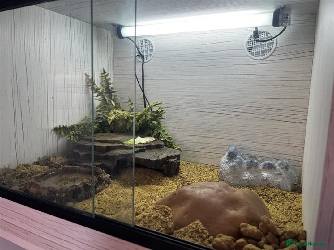 Gecko reptiles for sale: Boris - The gorgeous Gecko for sale - Image 5
