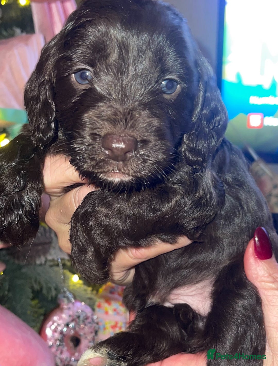Cockapoo dogs for sale: Beautiful cockapoo puppies ONLY 1 LEFT! price drop - Advert 11
