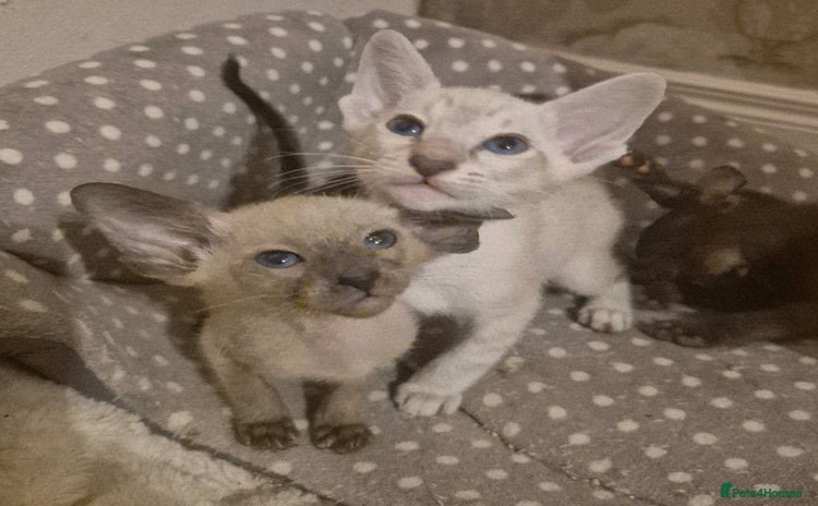 Oriental cats - Advert 11