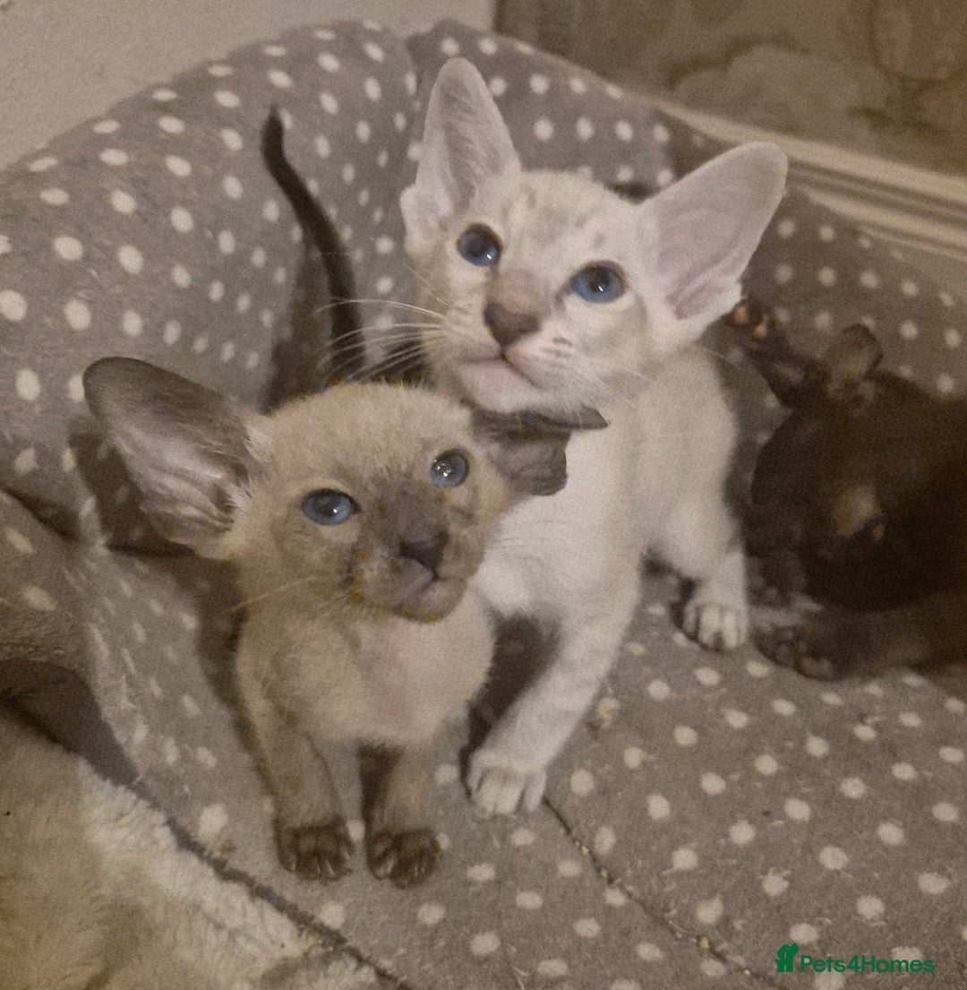 Oriental cats for sale: 2 Oriental boys left ( sold ) - Image 1