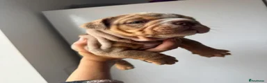 English Bulldog 1