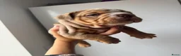 English Bulldog dogs for sale:   Beautiful English Bulldog Puppies  - Advert 5