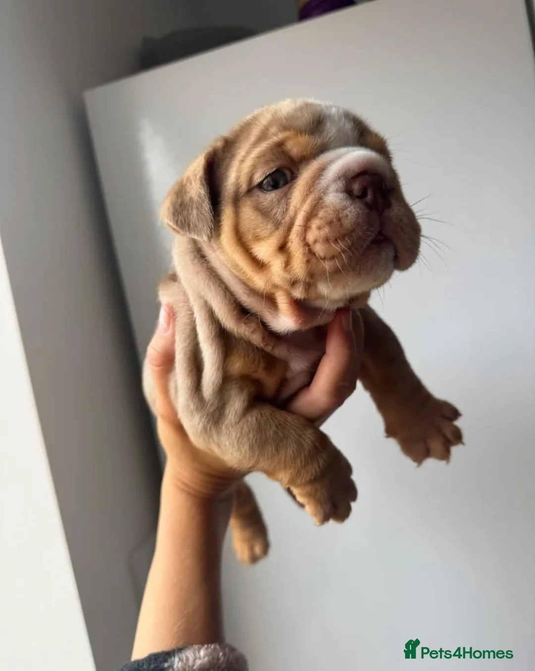 English Bulldog dogs for sale:   Beautiful English Bulldog Puppies  - Advert 5