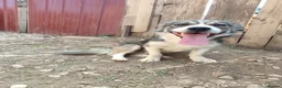 Mixed Breed dogs for adoption: Muki 1 year old Macedonian  Rescue - Advert 2