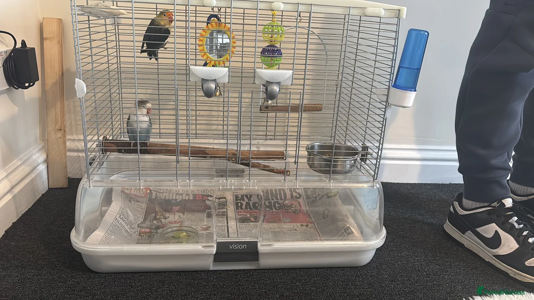 Lovebirds birds for sale: Two love birds with cage  - Advert 1