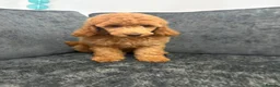 Mixed Breed dogs for sale: Poodle pups in Middlesbrough - Advert 6
