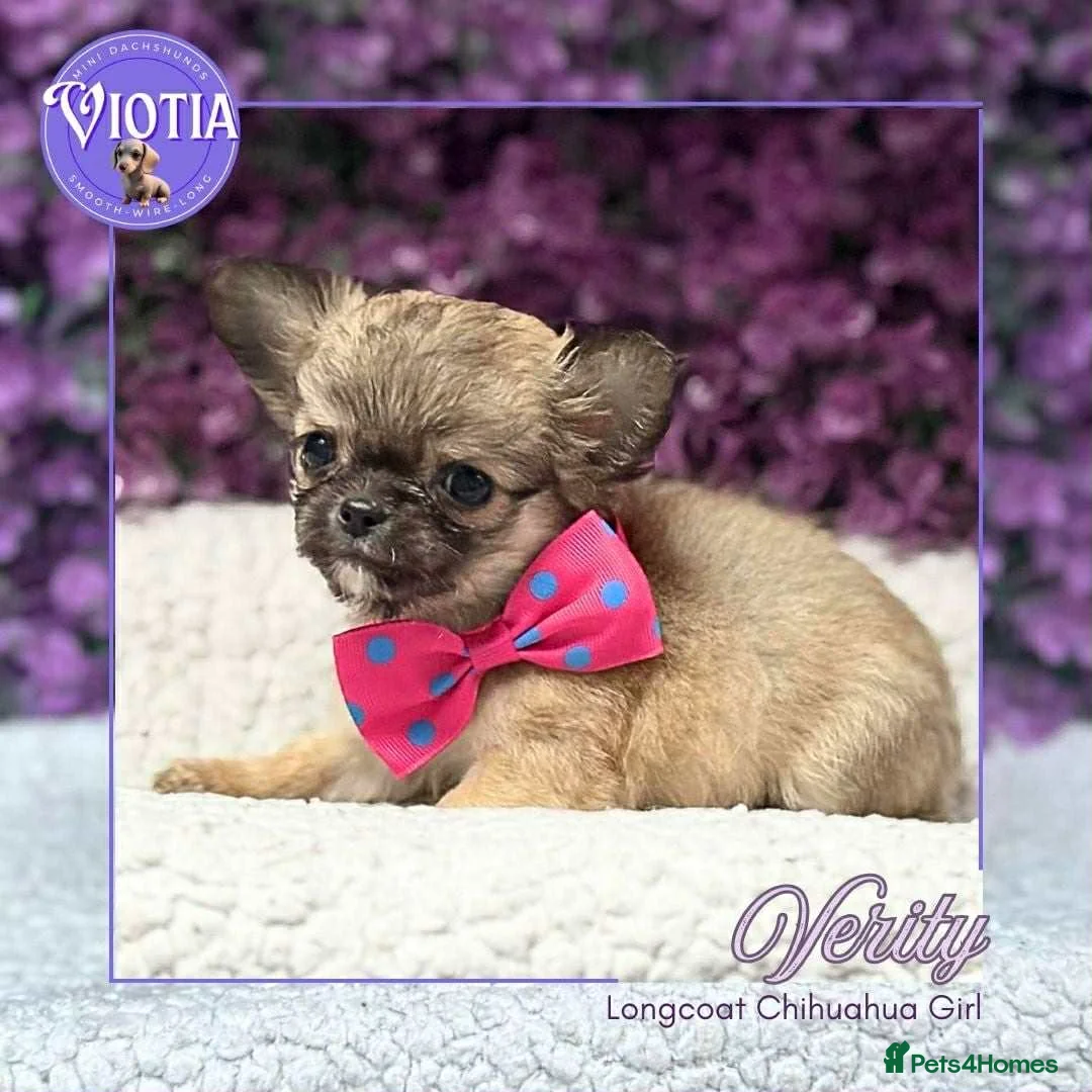 Chihuahua dogs for sale: Stunning long coat chihuahua’s  - Advert 6