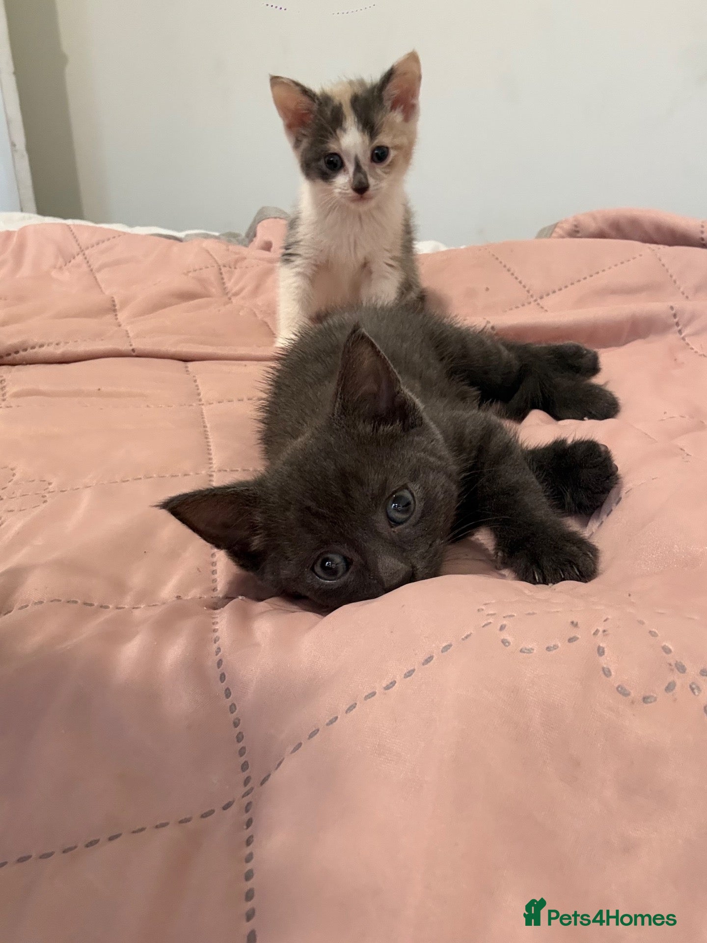 Mixed Breed cats 2 female and male kittens 9weeks  old  - Advert 2