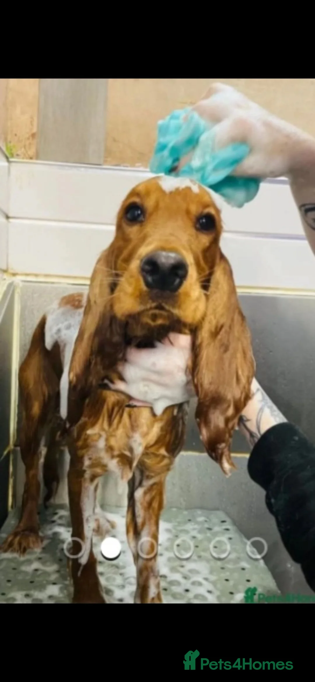 Cocker Spaniel dogs for stud: Cocker spaniel stud in Carluke - Advert 2