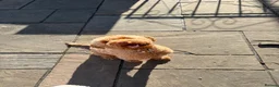 Cockapoo dogs for sale: Cockapoo F1B  in Montgomery - Advert 1