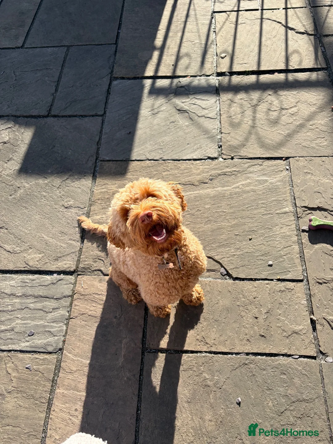 Cockapoo dogs for sale: Cockapoo F1B  in Montgomery - Advert 1