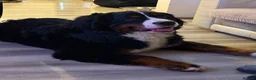 Bernese Mountain Dog dogs for sale: Bernese mountain dog  - Advert 4