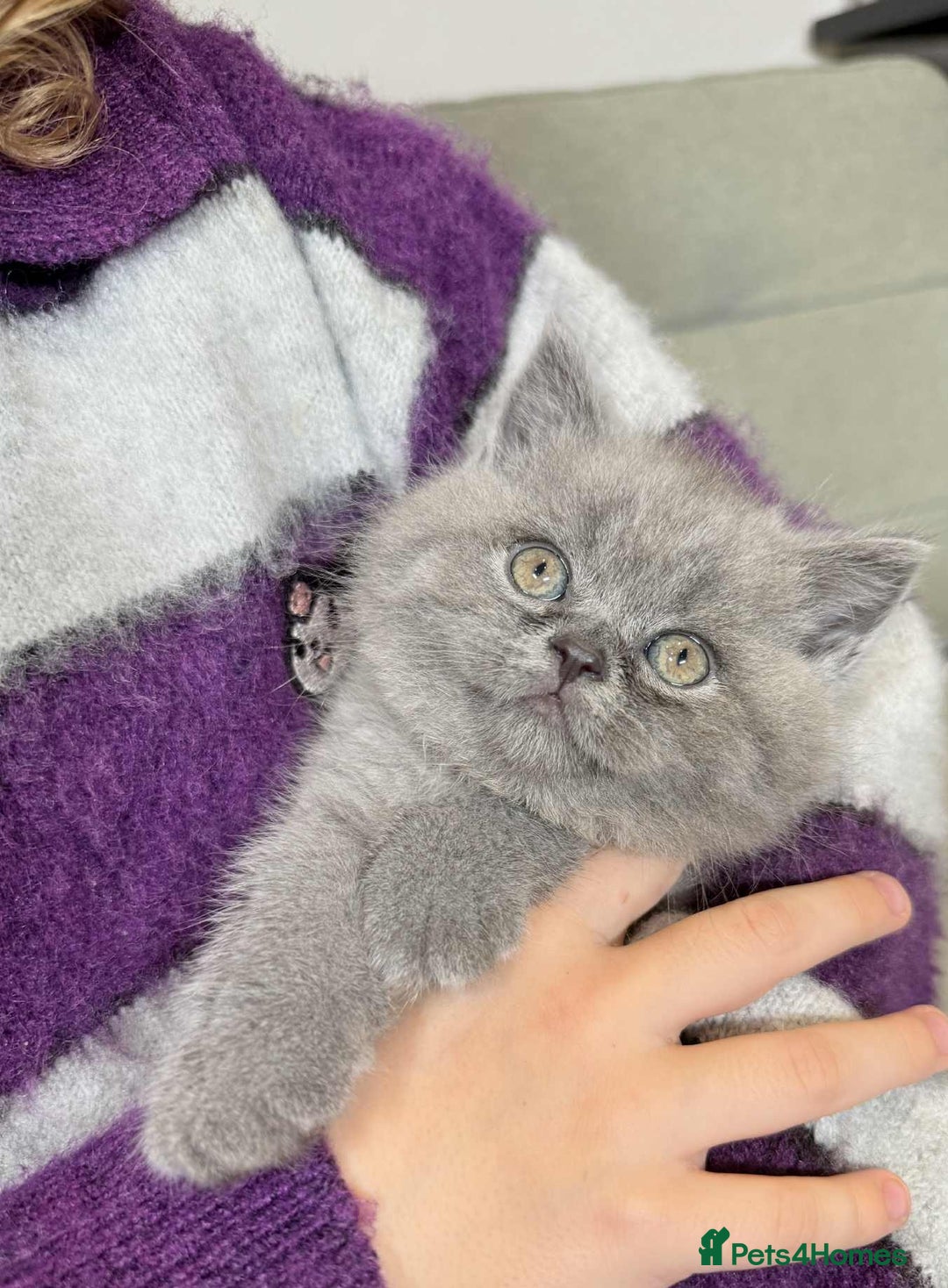 British Shorthair cats for sale: Chunky British Shorthair Blue Kittens 🐱💙 - Image 8