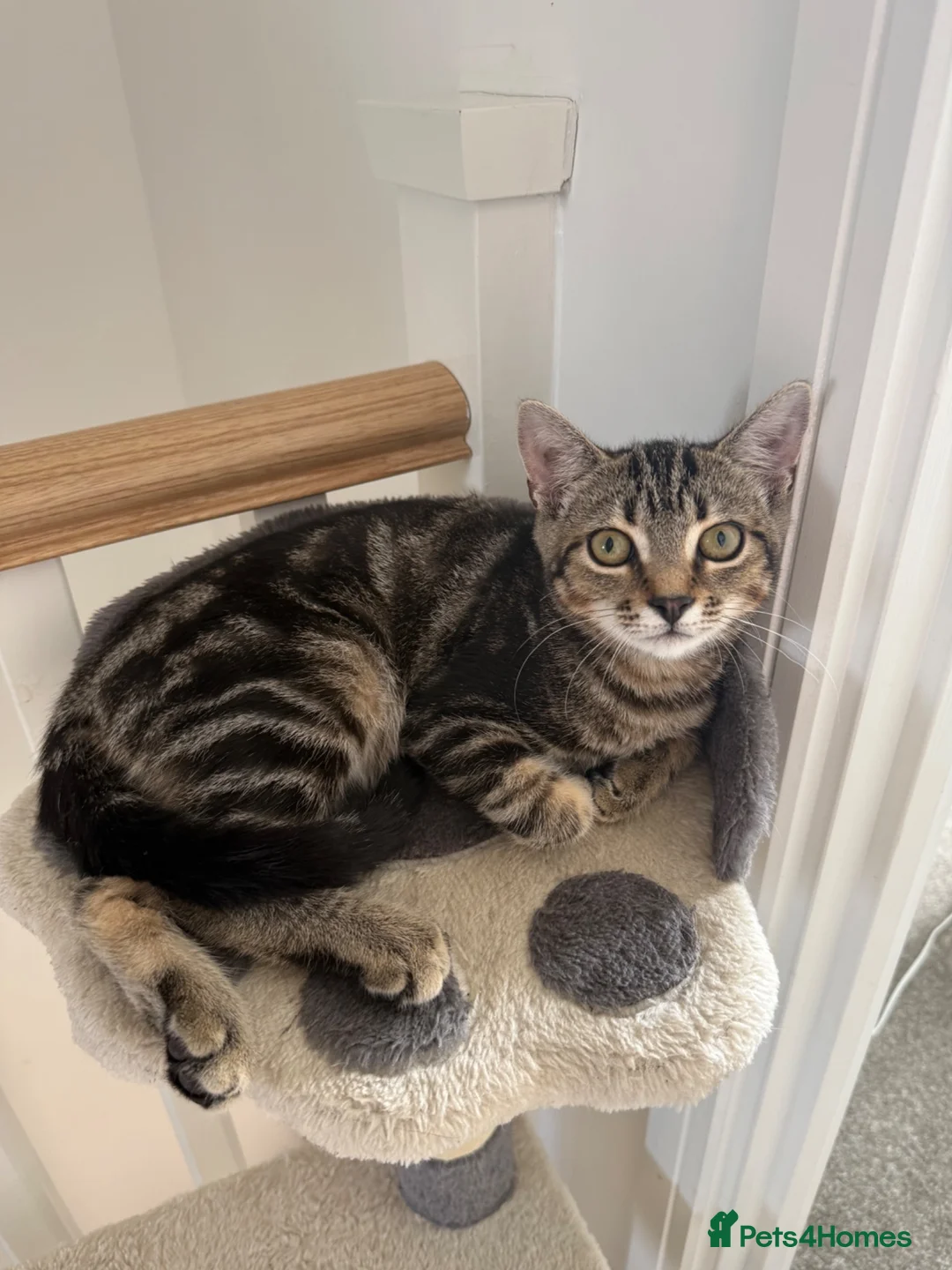 Mixed Breed cats for sale: Male mixed tabby - Advert 2