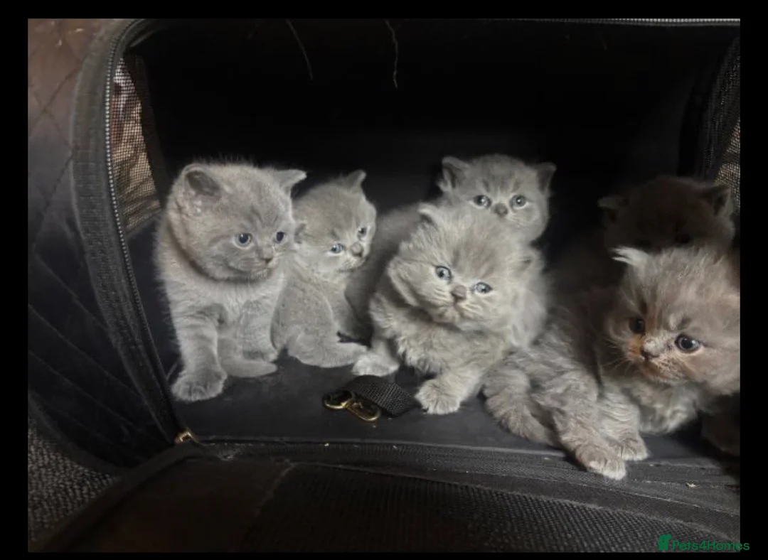 British Shorthair cats for sale: British blue shorthair kittens - Advert 5