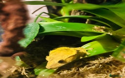 Gecko reptiles for sale: Crested Gecko Pair + Established Bioactive Setup  - Image 3