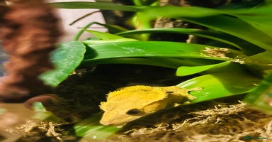 Gecko reptiles - Advert 15